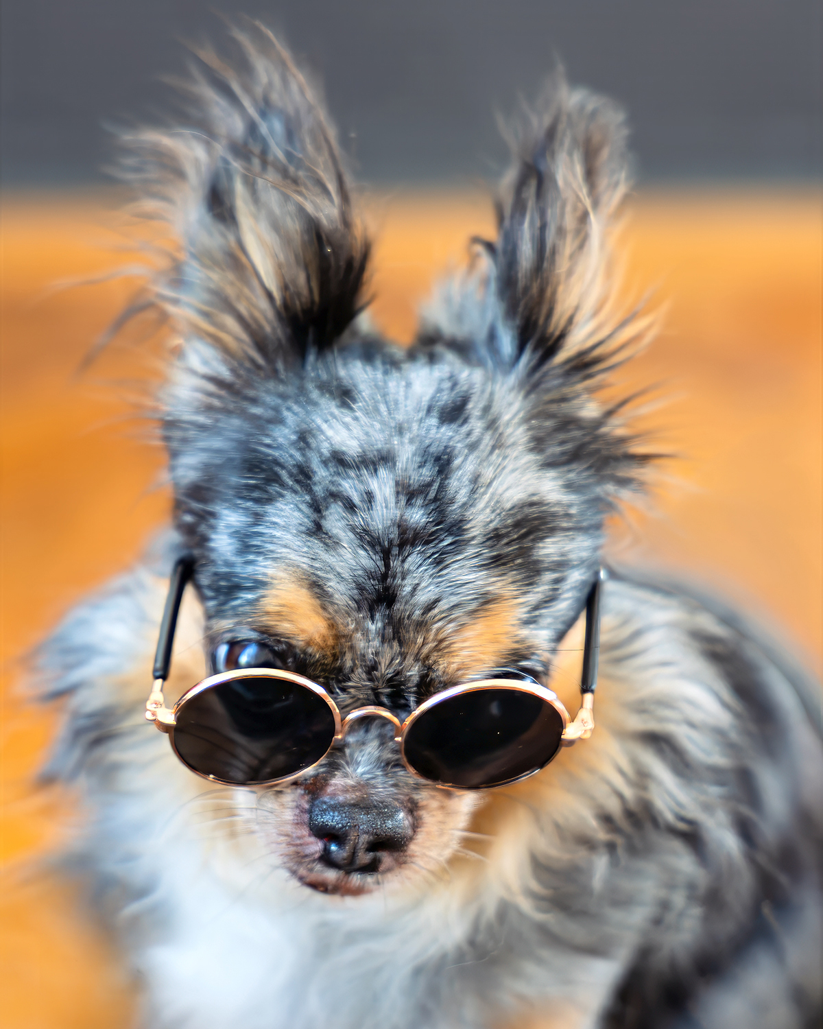 Caisy mit Sonnenbrille