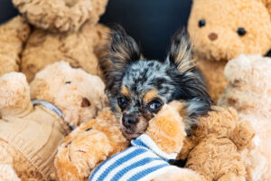 Caisy zwischen Teddybären