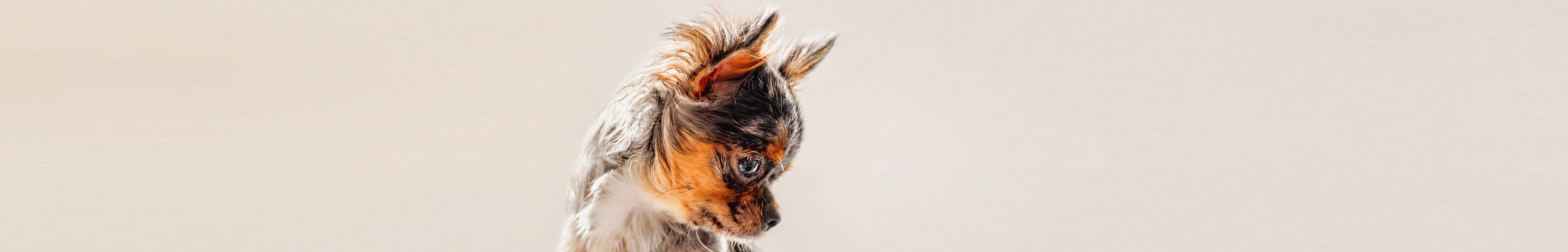 Caisy, Merle-Chihuahua, im Portrait