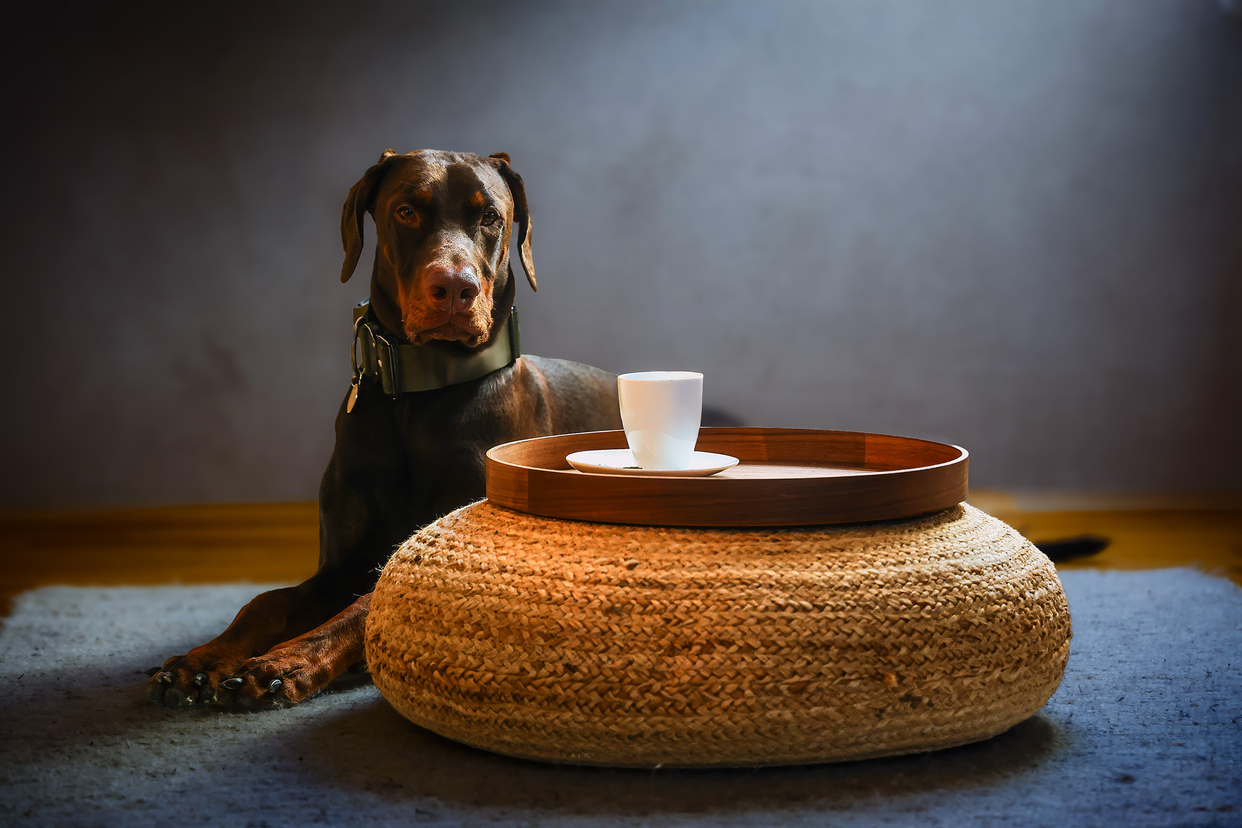 Loki liegt entspannt neben einem Pouf mit Tablett und Tasse