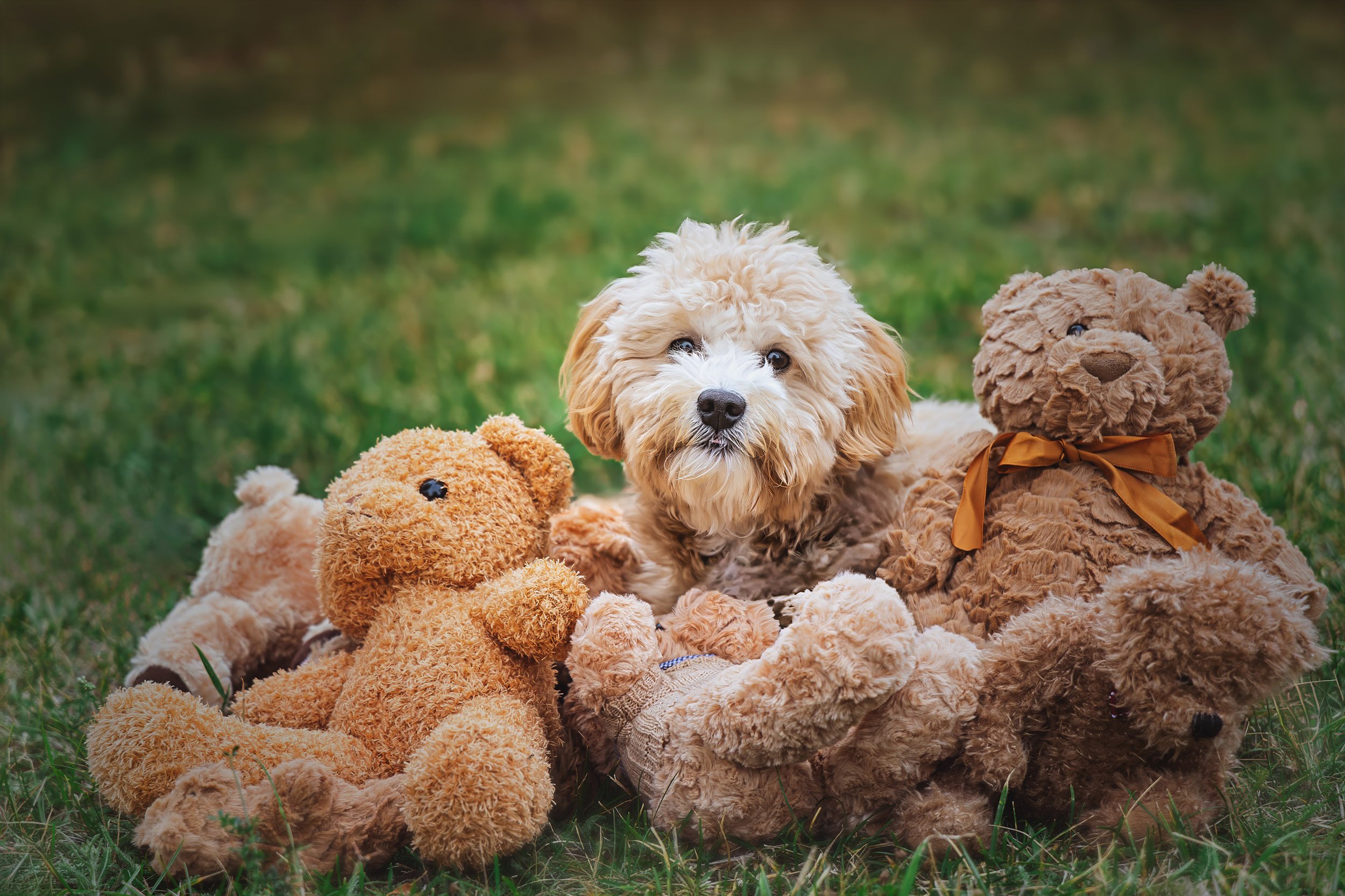 Maltipoo-Welpe liegt zwischen Teddybären im Gras