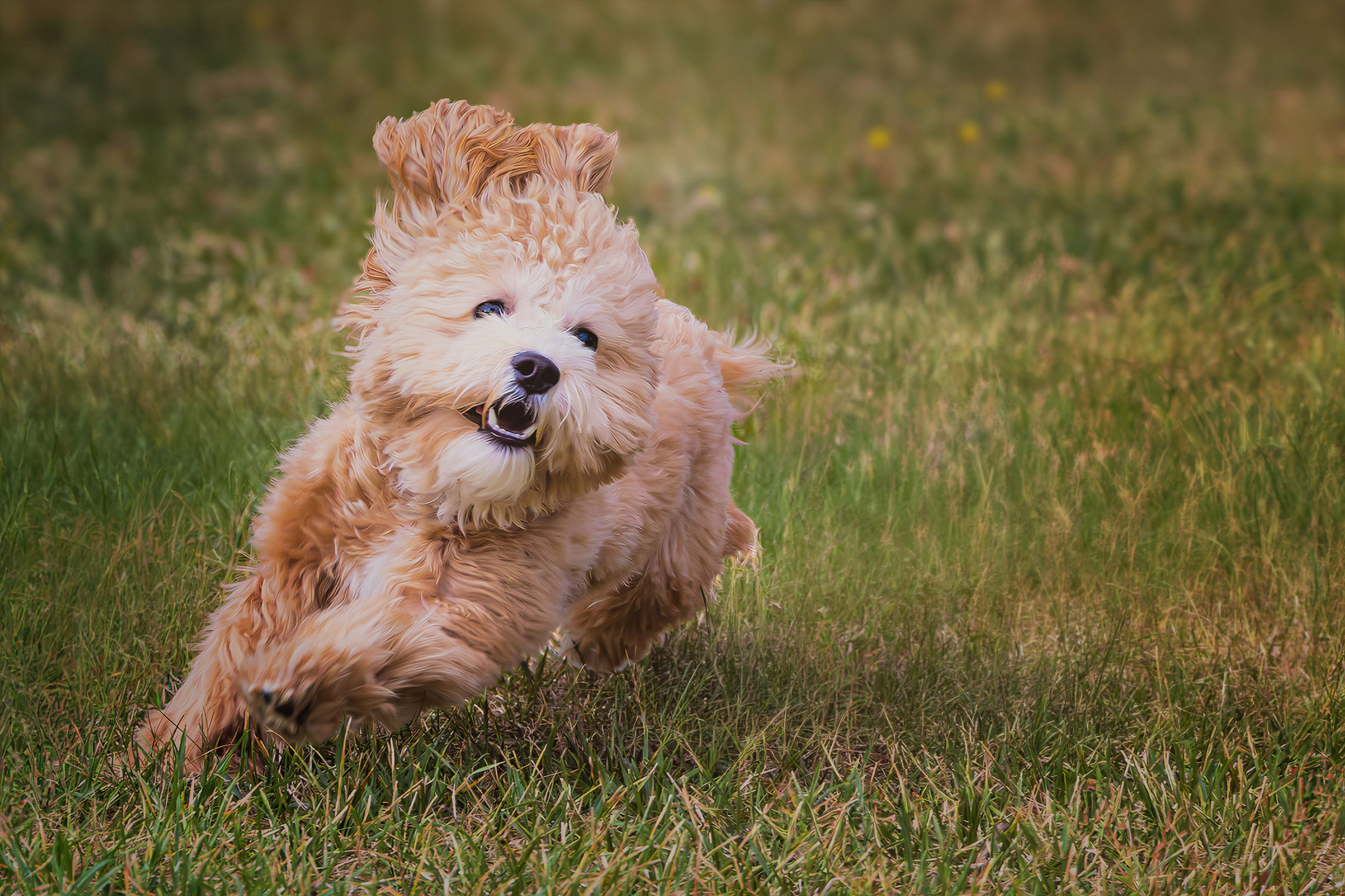 Maltipoo läuft durch eine Wiese im Weinviertel