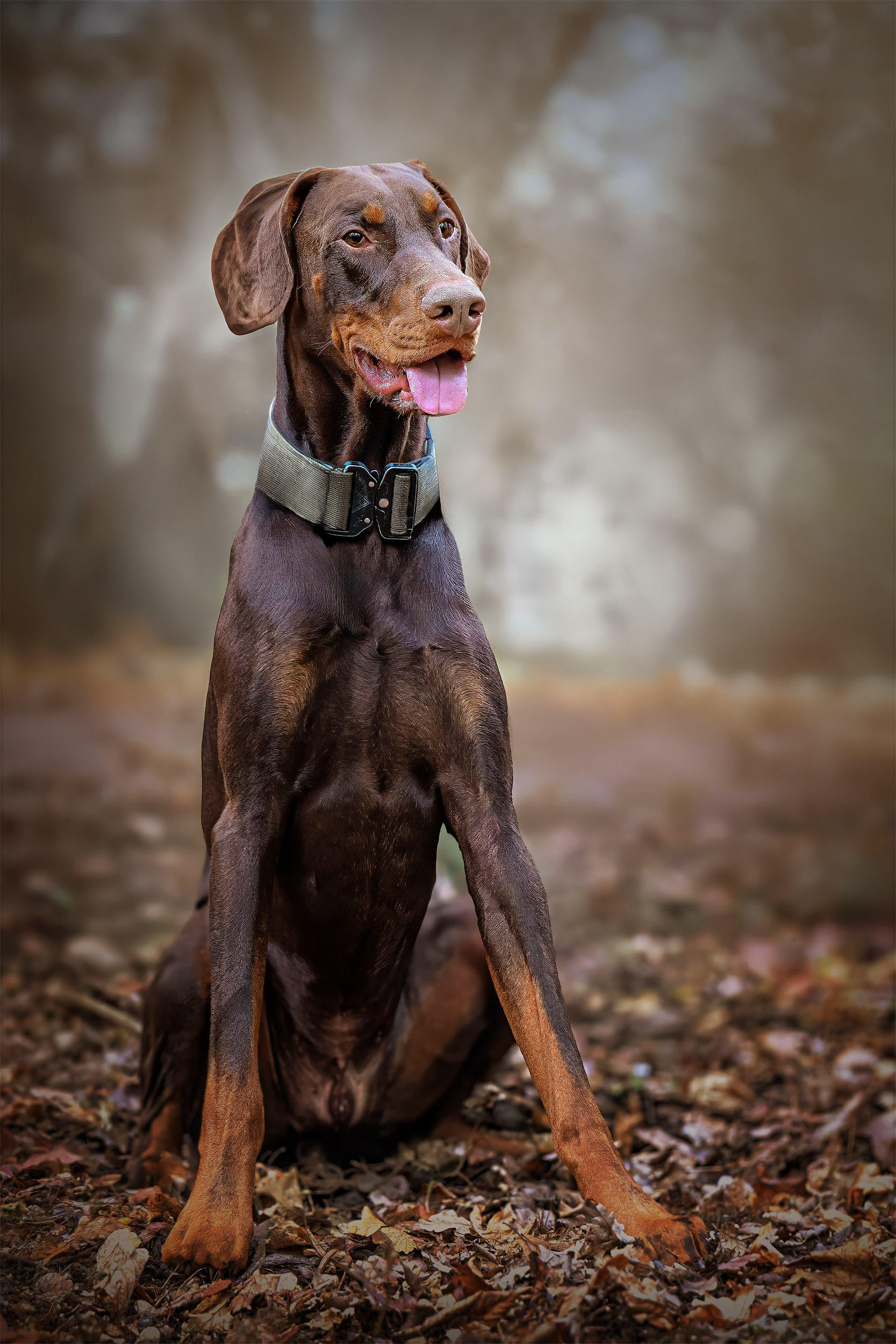 Loki sitzt im Herbstlaub bei einem Waldspaziergang