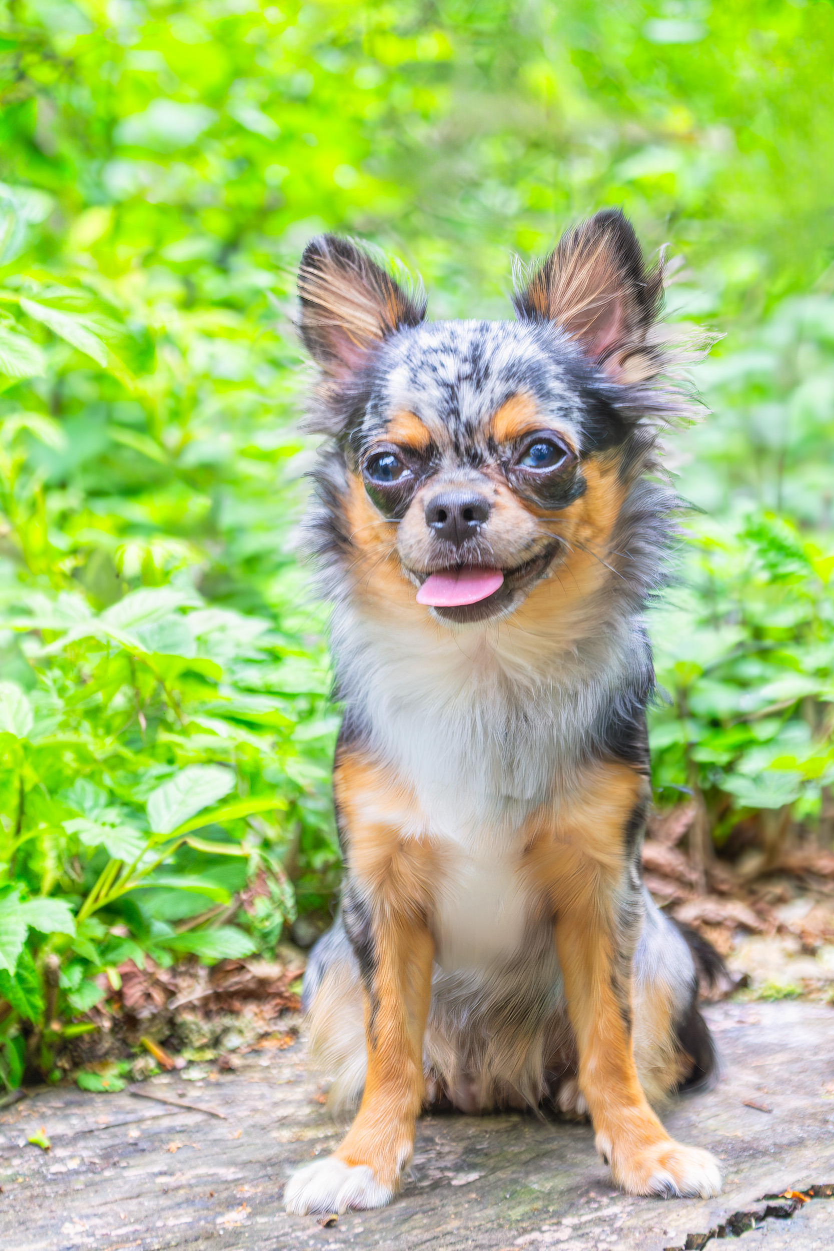 Caisy sitzt im Frühling vor frischem Grün