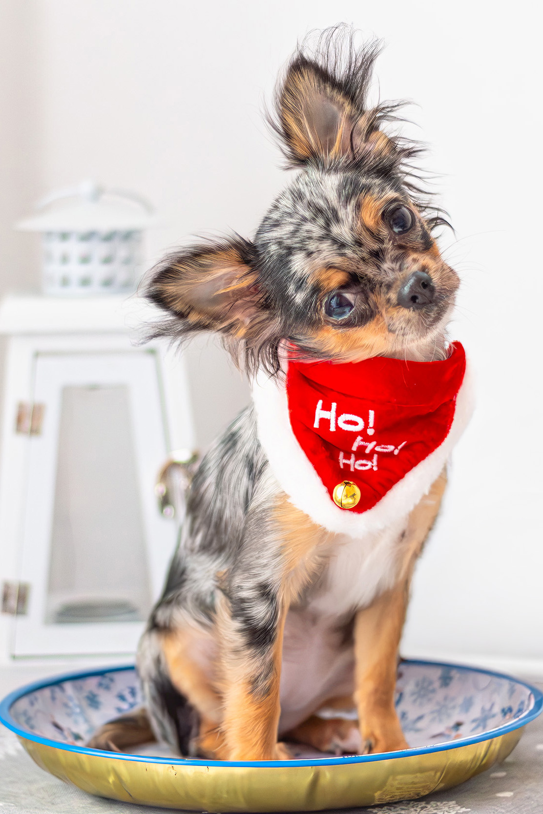 Caisy mit rotem Weihnachtshalstuch bei einem Indoor-Shooting